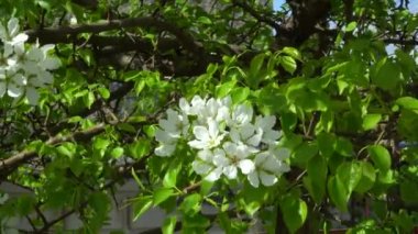 Picea Pungens her zaman yeşil kozalaklı ağaçtır. Ormanda mavi ladin, ladin dallarında tüylü kar. 