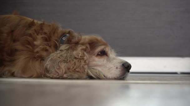 Czerwony Angielski Cocker Spaniel Leżący Podłodze Śpiący Pies Nagle Się — Wideo stockowe