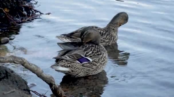 Schöne Wildenten Wasser Der Nähe Des Stausees Vögel Putzen Ihr — Stockvideo