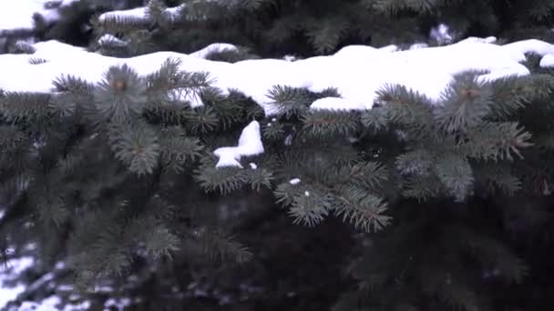 Picea Pungens Αειθαλές Κωνοφόρο Δέντρο Χιόνι Πέφτει Ομαλά Από Κλαδιά — Αρχείο Βίντεο