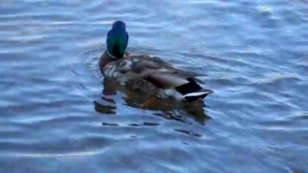 Beautiful Wild Ducks Water Shore Reservoir Birds Clean Plumage — Stock Video