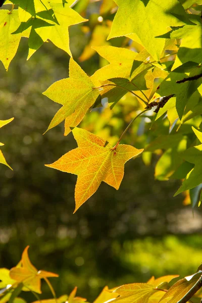 Acer platanoides. maple leaves in the sun. selective focus. gentle autumn background — Stock Photo, Image