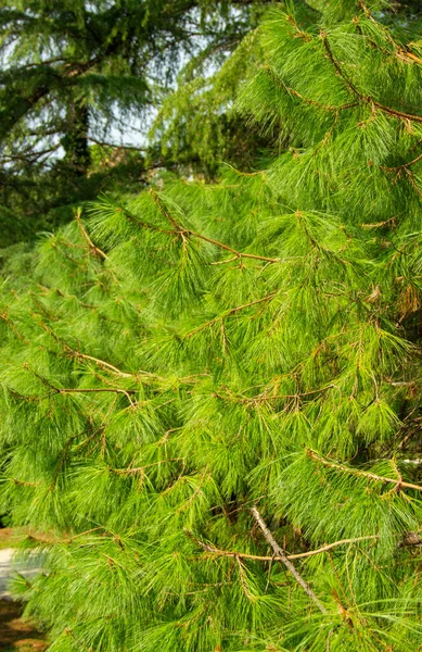 Πίνους Πατούλα. Pinus strobus πεύκο με ένα στεφάνι που κλαίει — Φωτογραφία Αρχείου