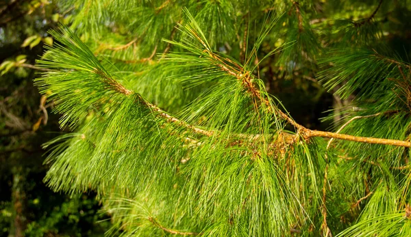 Pinus patula. Pinus strobus pin à couronne pleureuse — Photo
