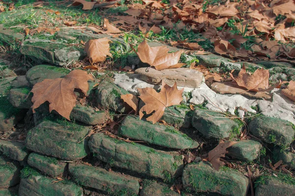 Száraz, sárgás juharfalevelek hevernek a sziklákon. a talajt zöld moha borítja. — Stock Fotó