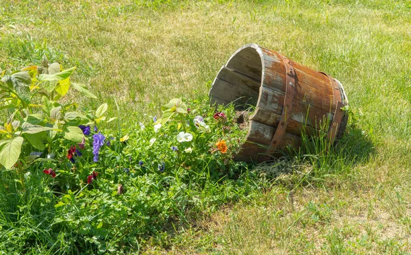 用一个旧木桶做成的花床。公园里的花卉装饰. — 图库照片