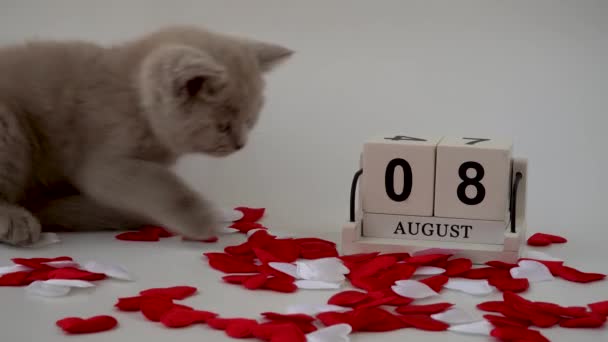 Британская Короткошерстная Кошка Кошачий Дымный Цвет Маленький Милый Котенок Календарь — стоковое видео