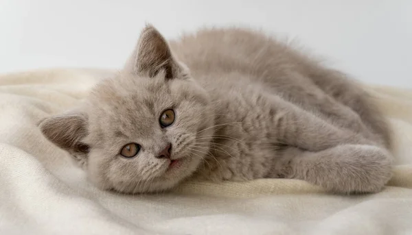 British Shorthair Cat Cat Smoky Colour Small Cute Kitten Lies — Stock Photo, Image