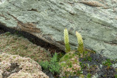 Orostachys spinosa taşlı yüzeylerde yetişir. Seçici odaklanma. Baykal Gölü 'ndeki Olkhon adasının bitkileri