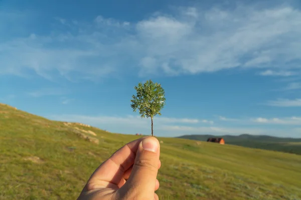 small tree in hand against the sky. concept of nature conservation and environmental protection.