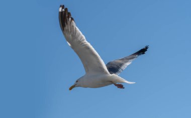 Baykal Gölü 'ndeki Larus Mongolicus. Beyaz martı uçuyor. Gökyüzünde süzülen bir kuş. Kroicocephalus ridibundus.