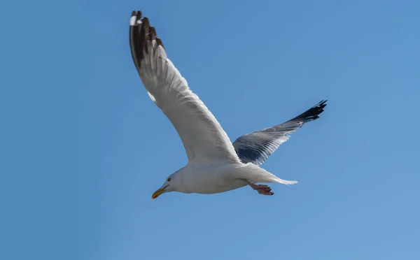 Larus Mongolicus Lake Baikal White Gull Flight Bird Soaring Sky — Stock Photo, Image