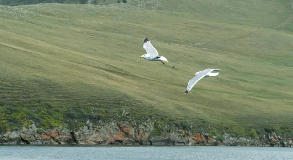 Gulls Fly Shore Chroicocephalus Ridibundus — Stock Photo, Image