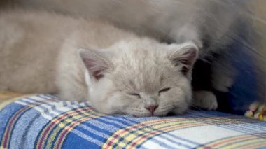 İngiliz kısa mesafe kedisi. Şirin kedi yavrusu yalan söylüyor ve uyuyor. kedi dumanlı rengi. 