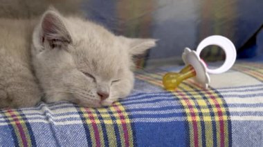 Soylu İngiliz Shortair Kedisi. Şirin kedi yavrusu yalan söylüyor ve uyuyor. Kedi dumanı rengi. Yanında bir bebek emziği var.