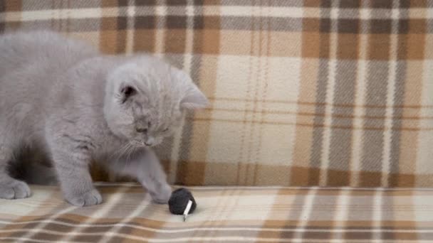 Gato Taquigrafía Británico Pura Raza Gato Color Ahumado Lindo Gatito — Vídeos de Stock