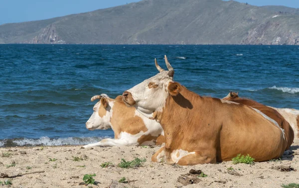 Krowy leżą na piaszczystej plaży, zwierzęta wygrzewają się na słońcu. Bydło na wybrzeżu. Piękne tło natury. — Zdjęcie stockowe