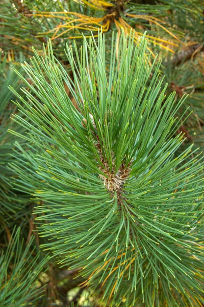 La branche de pin avec de longues aiguilles vertes. — Photo