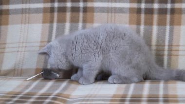 Safkan İngiliz steyşın kedisi. Kedi dumanı rengi. Küçük sevimli kedi yavrusu oyuncak fareyle oynuyor.