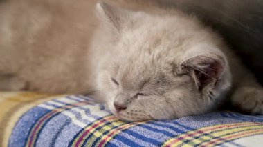 Safkan İngiliz steyşın kedisi. Kedi dumanı rengi. Şirin kedi yavrusu yalan söylüyor ve uyuyor. 08 Ağustos Dünya Kedi Günü. Yavru kedi tatlı tatlı uyuyor.  