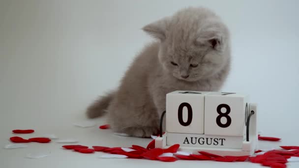 Gato Taquigrafía Británico Felis Catus Gato Color Ahumado Pequeño Gatito — Vídeos de Stock