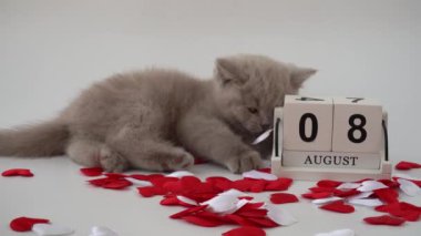 İngiliz Shortair Kedisi, Felis Catus. Kedi dumanı rengi. Takvimin yanında küçük sevimli kedi yavrusu oturuyor. Seçici odaklanma. 08 Ağustos Dünya Kedi Günü.    