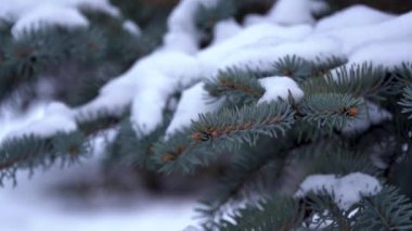Picea Pungens her zaman yeşil kozalaklı ağaçtır. Dallardan kolayca kar yağar. Ormanda mavi ladin, ladin dallarında tüylü kar. yavaş çekim