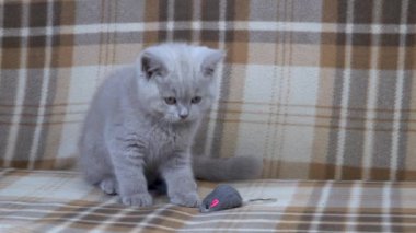 Safkan İngiliz steyşın kedisi. Kedi dumanı rengi. Küçük sevimli kedi yavrusu oyuncak fareyle oynuyor.