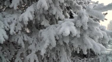 Ağaç dallarında güzel pofuduk kar. Parkta karla kaplı köknar ağaçları. Ladin dallarından kar çok güzel yağıyor. Kış masalı, kardaki ağaçlar esaret altında.