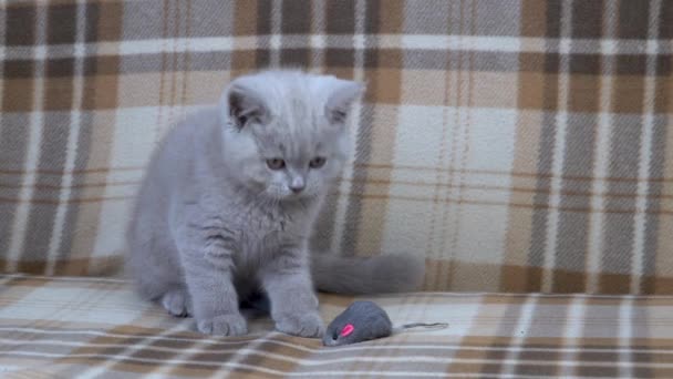 Purebred Britse Stenografisch Kat Kat Rokerige Kleur Klein Schattig Kitten — Stockvideo
