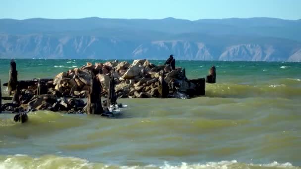 Tempestade Forte Lago Ondas Bater Costa Cormorão Preto Senta Rochas — Vídeo de Stock