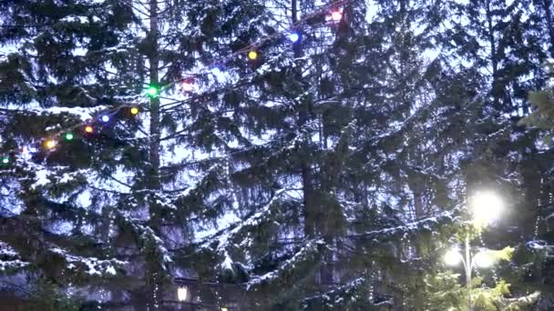 Jedle Parku Zdobené Girlandami Barevnými Světly Slavnostní Věnce Stromech Novoroční — Stock video