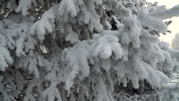 Vacker Fluffig Snö Trädgrenar Snötäckta Granar Parken Snö Faller Vackert — Stockvideo