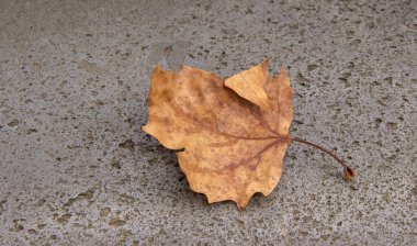 Betonun üzerinde sarı akçaağaç yaprağı var. yaratıcı sonbahar geçmişi. Boşluğu kopyala