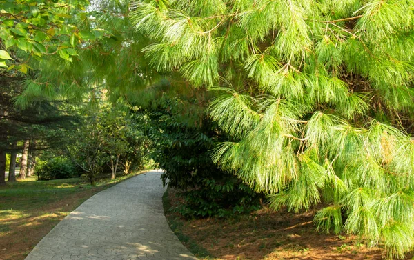 Pinus Patula Pinus Strobus Pino Con Una Corona Llorona — Foto de Stock