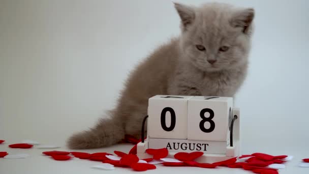 Gato Britânico Felis Catus Cor Fumegante Gato Pequeno Gatinho Bonito — Vídeo de Stock