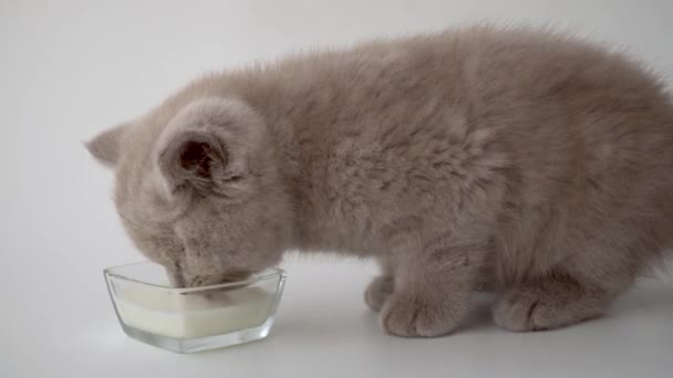 British Shorthair Cat Cat Smoky Colour Little Cute Kitten Lapping — Stock Video