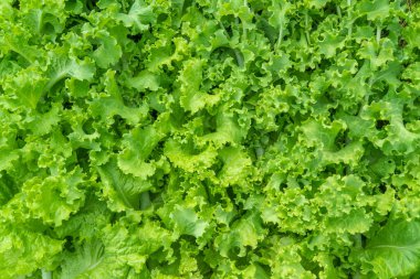 Lactuca sativa. Salata yapraklarının arka planı. Sebze kültürü, vitamin yeşili olarak kullanılır..