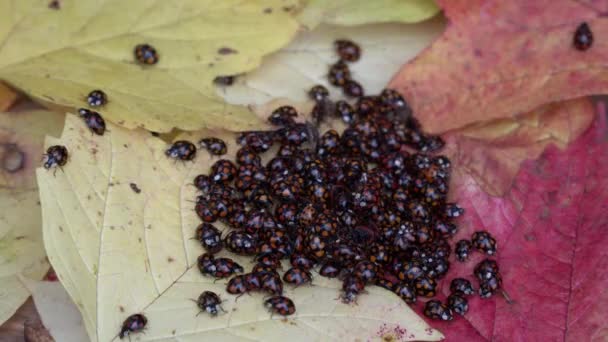 Dużo Dużo Biedronek Coccinellidae Żółtym Liściu Rośliny Wraz Nadejściem Zimnej — Wideo stockowe