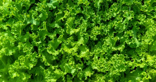 Lactuca sativa. background of salad leaves. Vegetable culture, used as a vitamin green. flat layout, banner. — Stock Photo, Image