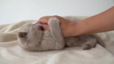 İngiliz kısa saç kedisi, dumanlı bir renk. Kadın bir kedi yavrusuyla oynuyor. Evcil hayvanların tuhaf davranışları.