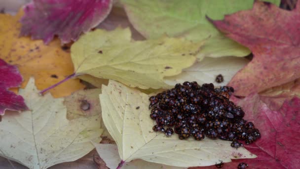 Lots Ladybugs Coccinellidae Yellow Leaf Plant Onset Cold Weather Ladybugs — Stock Video