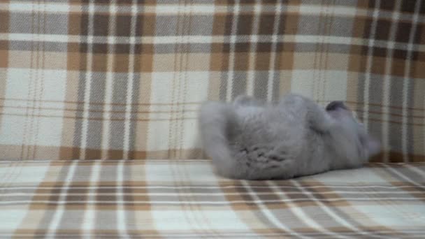 Purebred British Shorthair Cat Cat Smoky Colour Small Cute Kitten — Stock Video