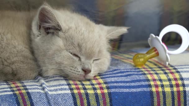 贪婪的英国小猫咪 可爱的小猫在撒谎睡觉 猫的烟熏色 旁边是一个婴儿奶嘴 小猫咪 做个好梦 — 图库视频影像