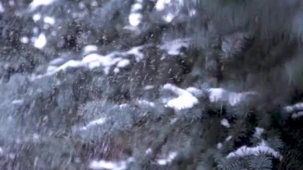 Albero Natale Bellissimo Ramo Picea Pungens Conifere Sempreverdi Neve Cade — Video Stock