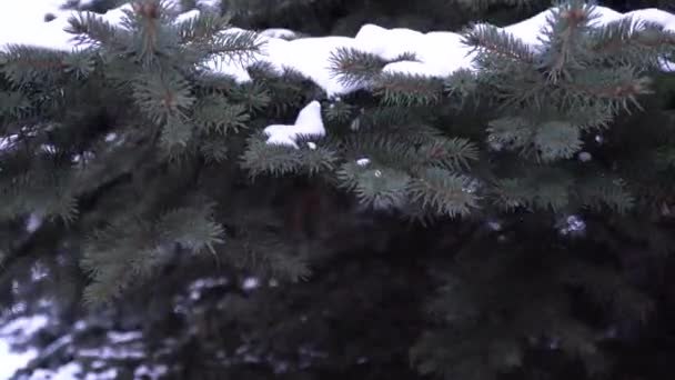 クリスマスツリーは 美しい枝 Picea Pungen常緑針葉樹の木 枝から雪がスムーズに降ります 森の中の青いトウヒ スプルースの枝にふわふわの雪 スローモーション — ストック動画