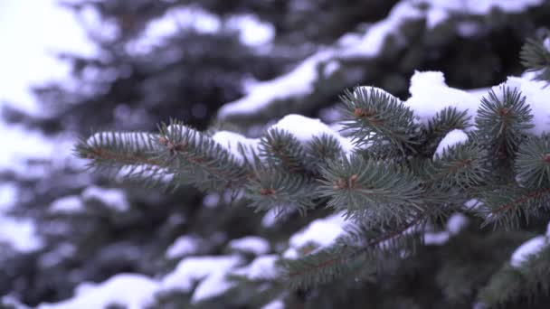 Vánoční Stromek Nádherná Větev Picea Pungens Evergreen Coniferous Tree Větví — Stock video