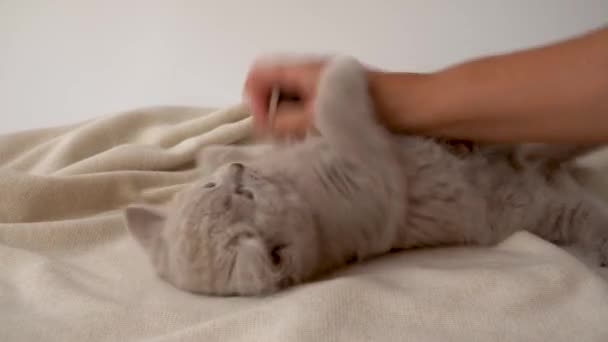 British Short Hair Cat Smoky Color Woman Plays Kitten — Stock Video