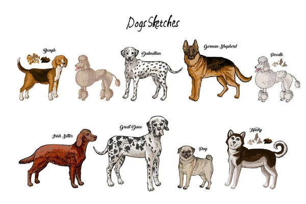 Perros bosquejos conjunto. Perros de diferentes razas —  Fotos de Stock