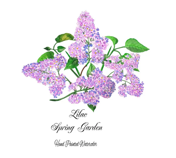 Ramo de jardín de primavera lila. Ilustraciones de acuarela — Foto de Stock